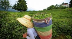 Türk çayı 9 ayda en çok Belçika’ya ihraç edildi