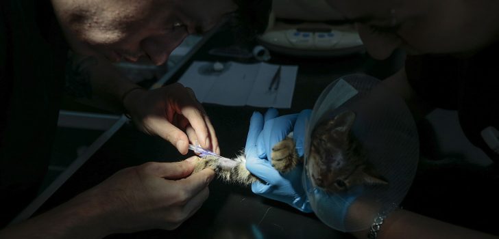 Araklı’da yaralı bulunan kedinin tedavisi hastanede yapıldı