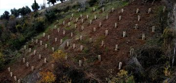 Trabzon’da meyve fidanları vatandaşlara ek gelir getirecek