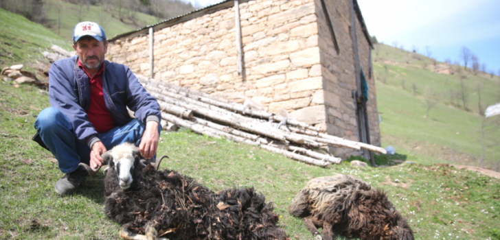 Trabzon’da ahıra giren ayı 4 koyunu telef etti