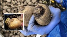 Çiftçilere “patates siğili” hastalığına karşı verilen destek için başvurular başladı