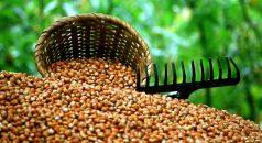 Haftanın İlk Gününde Fındık Fiyatları Açıklandı