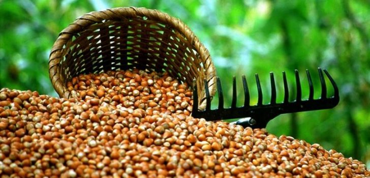 Haftanın İlk Gününde Fındık Fiyatları Açıklandı