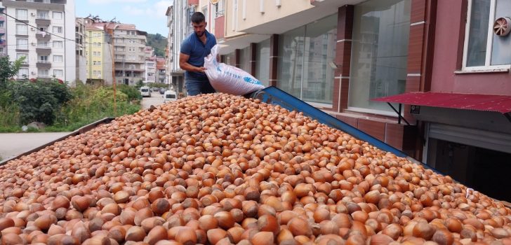 Fındık Fiyatları Güne Yatay Seyirle Başladı