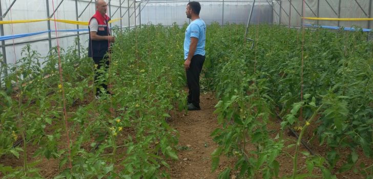 Trabzon’da Domates Güvesine Karşı Feromon Tuzaklı Mücadele