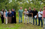 Araklı’da Kahverengi Kokarcaya Karşı Biyolojik Mücadele Çalışmaları Sürüyor